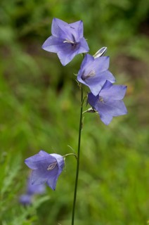 Peach-leaved Bellflower (Campanula persicifolia)