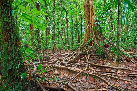 Rainforest