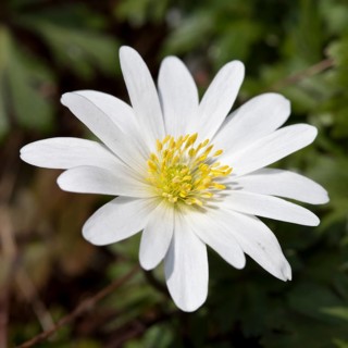 Grecian Windflower (Anemone blanda 'White Splendour')