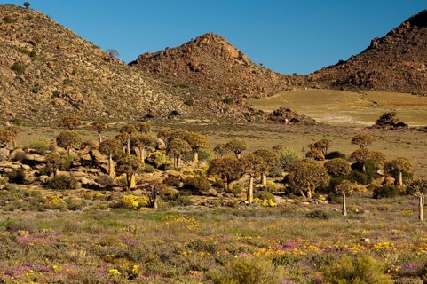 Forest of Quiver Trees or Kokerbooms (Aloe dichotoma) in the visitors' garden