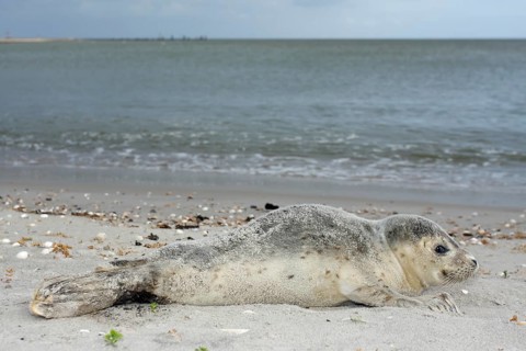 Harbour Seal (Phoca vitulina)