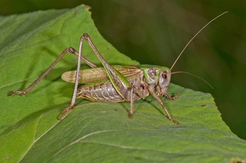 Wart-biter Cricket (Decticus verrucivorus) on the leaf of a Butterbur