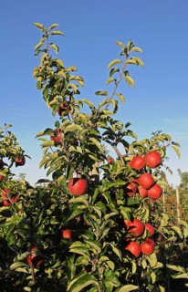 Apple tree with red apples