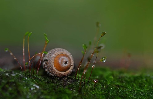 Acorn lying on moss