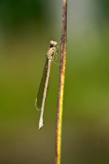 Common Winter Damselfly (Sympecma fusca)