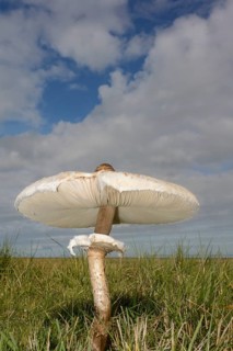 Parasol Mushroom (Macrolepiota procera)