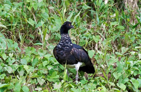 Horned Screamer (Anhima cornuta)