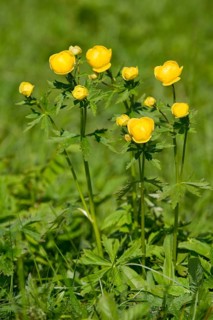 Globe Flower (Trollius europaeus)