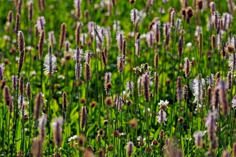 Ribwort Plantain (Plantago lanceolata)