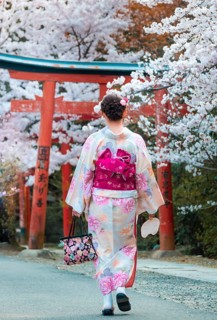 Japanese woman dressed with kimono under blossoming cherry trees