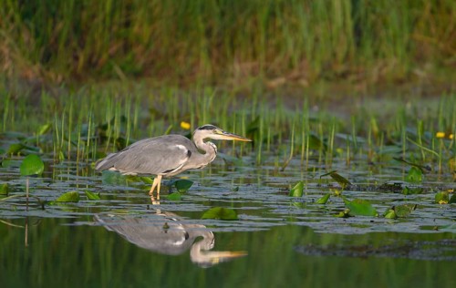 Grey heron (Ardea cinerea) stands in the water in the bank area