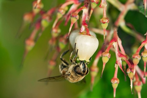 Short-tongued Hoverfly (Villa spec.) drinking from a flower of the Western Strawberry Tree (Arbutus unedo)