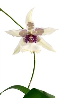 Flowering Tahoma Glacier Beallara hybrid orchid
