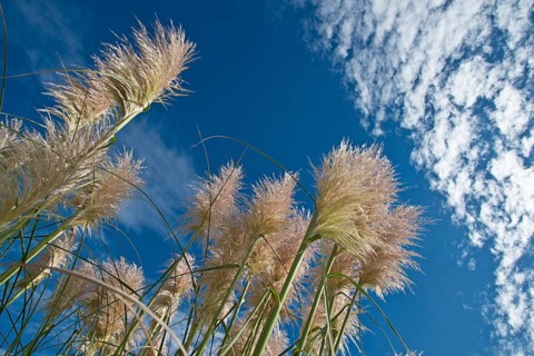 Pampas grass (Cortaderia selloana) against a blue sky with clouds
