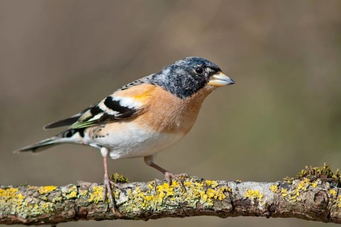 Brambling (Fringilla montifringilla)
