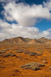 Succulent vegetation on rust-red laterite soil in a winter rainfall desert ecosystem