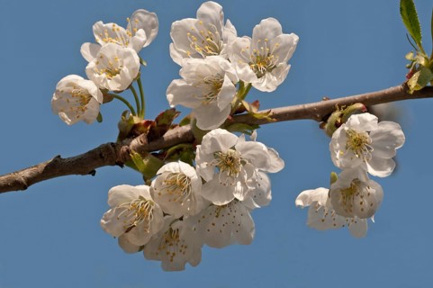 Flowering Cherry (Prunus avium)