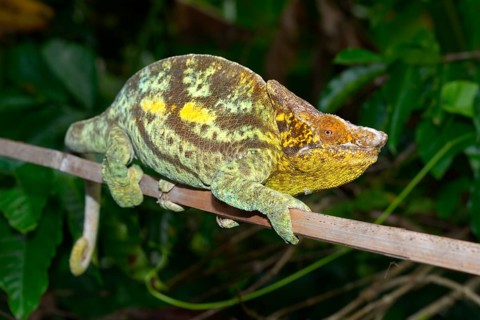 Parson's Giant Chameleon (Calumma parsonii parsonii)