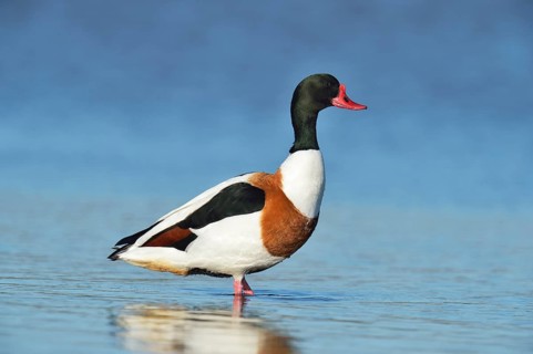 Common Shelduck (Tadorna tadorna)