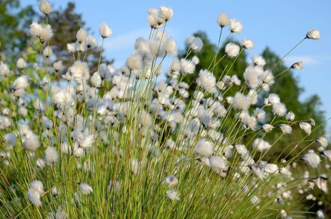 Blooming Hare's-tail Cottongrass