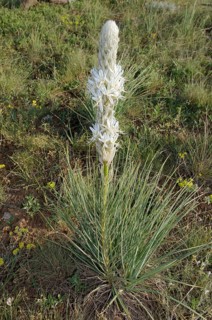 Asphodel (Asphodeline parviflora or Asphodeline taurica)