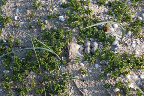Clutch of a Common Ringed Plover or Ringed Plover (Charadrius hiaticula) amidst salicornia