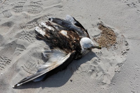 Great Black-backed Gull