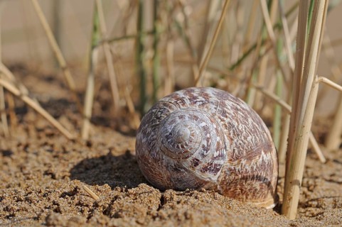 White Garden Snail or Mediterranean Coastal Snail (Theba pisana)