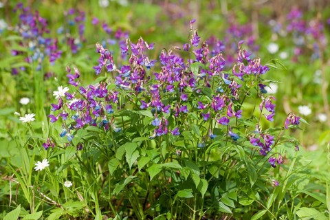 Spring Pea or Spring Vetchling (Lathyrus vernus)