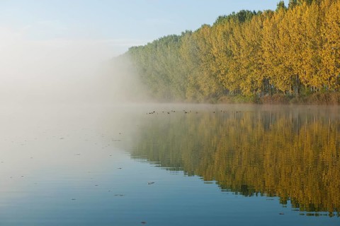 Pond landscape with fog in autumn