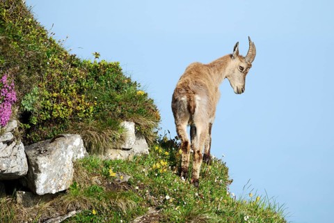 Alpine Ibex (Capra ibex) looking down slope