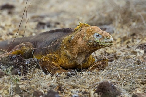 Galapagos Land Iguana (Conolophus subcristatus)