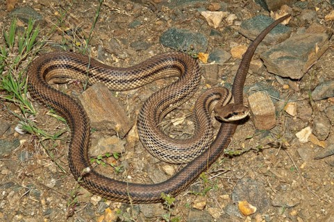 Four-lined Snake (Elaphe quatorlineata) basking in the sun