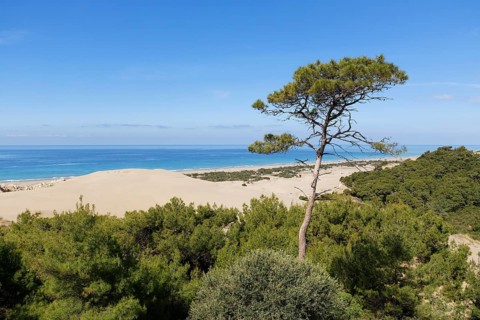 Pine tree on sand dunes