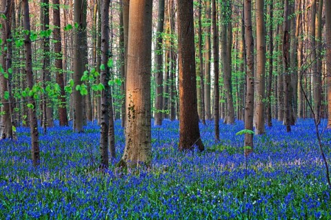 Atlantic Bluebells or Common Bluebells (Hyacinthoides non-scripta)