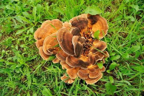 Giant Polypore or Black-staining Polypore (Meripilus giganteus)