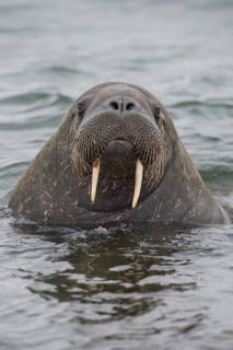 Walrus (Odobenus rosmarus)