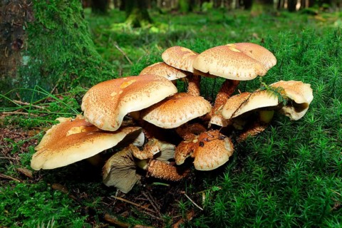 Shaggy Scalycap or Scaly Pholiota (Pholiota squarrosa)