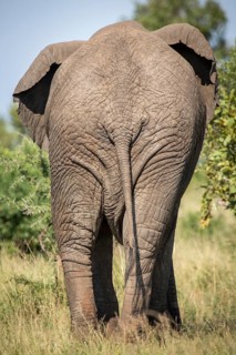 African elephant (Loxodonta africana) from behind