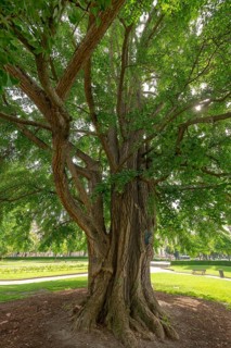 Ginkgo tree (Ginkgo Biloba)