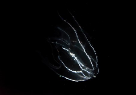 Deep sea jellyfish with bioluminescence