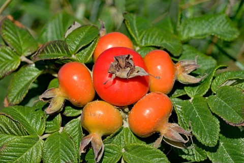Rosehips of Rugosa rose (Rosa rugosa)