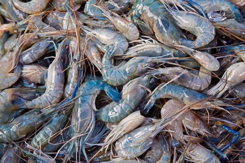 Young Rosenberg prawns (Macrobrachium rosenbergii)