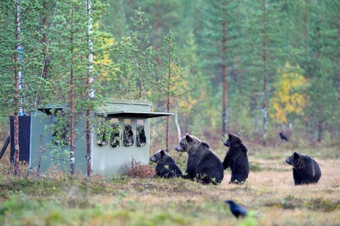 Brown Bears (Ursus arctos)
