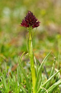 Black vanilla orchid (Nigritella nigra)