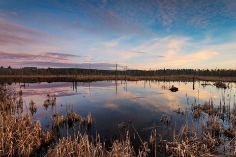Lake in Schwenninger Moos Nature Reserve