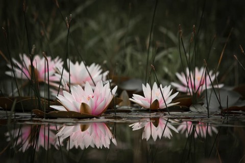 Water lilies (Nymphaea sp.)