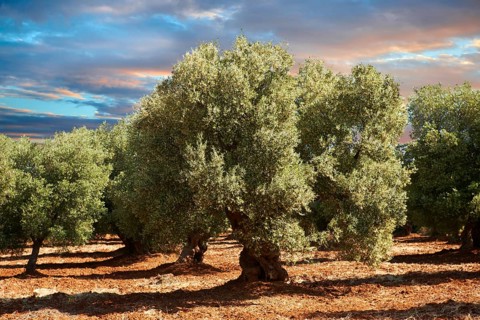 Ancient Cerignola olive trees (Olea europaea)