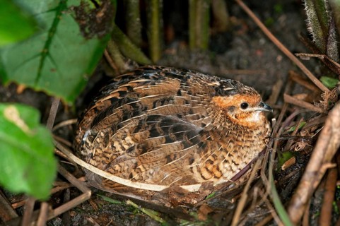 King Quail or Chinese Painted Quail (Coturnix chinensis)