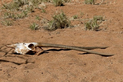 Skull of an oryx